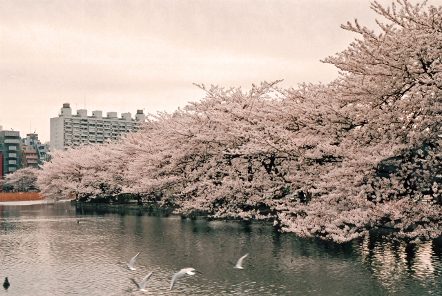 上野公園 上野恩賜公園 の魅力と楽しみ方 Toptrip